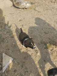 ov itler: 1 ay, Dişi, Ünvandan götürmə — 8