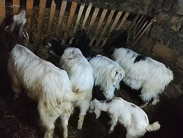 heleb keçi: Məhsul: Keçi sürüsü (ana keçilər və oğlaqlar) Təsvir: - Şəkillərdə — 3