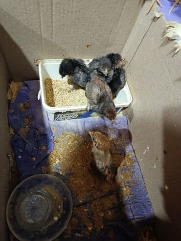 Гуси: Куриные цыплята, Для мяса — 1