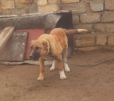 Digər heyvanlar: Qurdbasar — 1