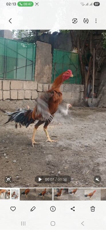 dovşan balaları: Məhsul: Uzunboyun döyüş xoruzu (ASEL tipli görünüş) Xüsusiyyətlər: - — 2