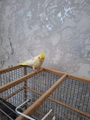 satdig quslar: Salam. sari sirin karella balasi satilir. oz qusumun balasidi — 5