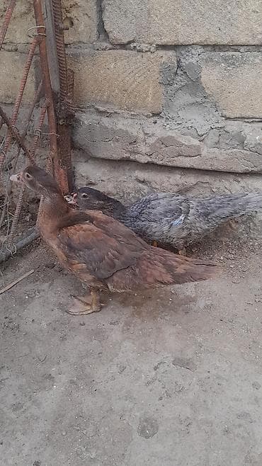 K/t heyvanları və malları: Muscovy ördəkləri (indo-ördək) – 2 ədəd cavan quş Xüsusiyyətlər: - — 3