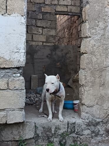 oglan it adlari: Ağ rəngli, əzələli, orta-böyük ölçülü it. Qısa tüklü, qulaqları kəsik — 6