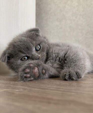 pişik latoku: Şotland yastı qulaq, Erkək, Dişi, Ödənişli çatdırılma, Ünvandan götürmə — 9