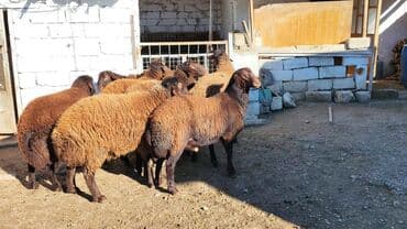 tap az qoyun: Qoyun sürüsü – yerli ətlik-südlük istiqamət - Növ: qaragül/yerli tükü — 1