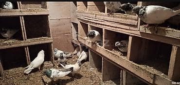 Gəmiricilər: Məhsul: Damazlıq göyərçinlər (qara-yaşıl boyun ləkəli, ağ-boz çalarlı — 5