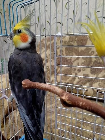 Salam. Hazir cut katella satilir.11 ayliqdilar . Tam hazir cutdu bala — 8