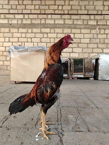 Təmiz cins təmiz qan sağlam hevan axdaranlar narahat etsin 8 aylıq