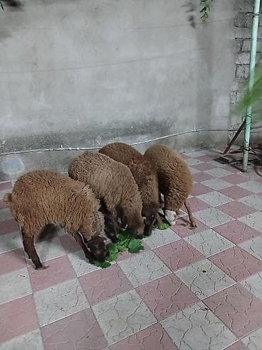 rotwe: 4 baş erkey quzu qiymət 4nə aitdi.Saxlamalı heyvanlardı — 3