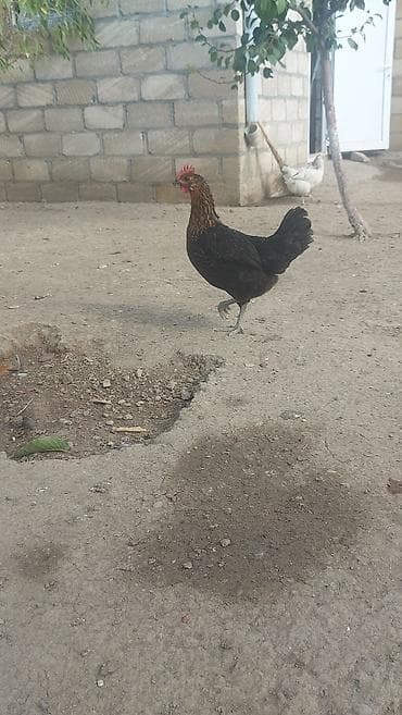 qızıl quş: Salam həyət toyuqları satılır. yumurtalıq 1 illik, 1 ədədidinin — 7