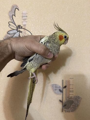 papuqay quş: AĞCABƏDİ RAYONU ÖZ YETİŞDİRDİYİMİZ BALA 2 AYLIQ XORUZ ƏLƏ TAM — 2