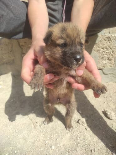 cau cau iti satilir: Balaca it balası – qısa quyruqlu, tükü qalın və yumşaq, qəhvəyi rəng — 3