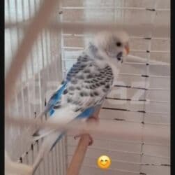 hazır yuva: Cütu 25 azn .sağlam qizğun qușlardi yumurtamaya hazir qușlardi. yuva — 2