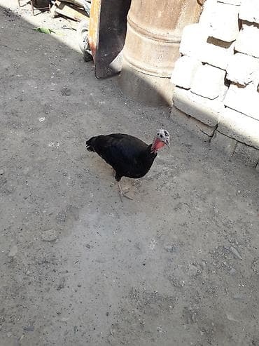bala ordek: Dişi, Yumurtalıq, Ünvandan götürmə — 6