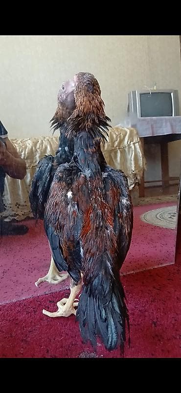 qusar heyvan satışı: Damazlıq — 1