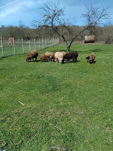 cucə və xoruz təmsil: Qoyun sürüsü – ət və yun istiqaməti - Növ: yerli qoyunlar (ağ — 4