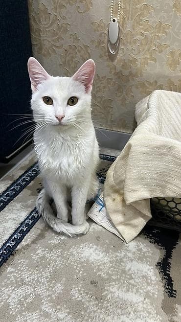 Собаки: В добрые руки — 1