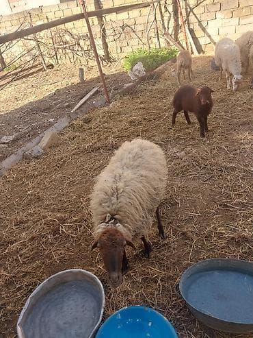 Quzu: 400 manatda 750 manata kimi var komda satılır ümumi 27 baş heyvandı — 7