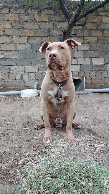 avçarka satışı: Pitbul, Erkek — 2