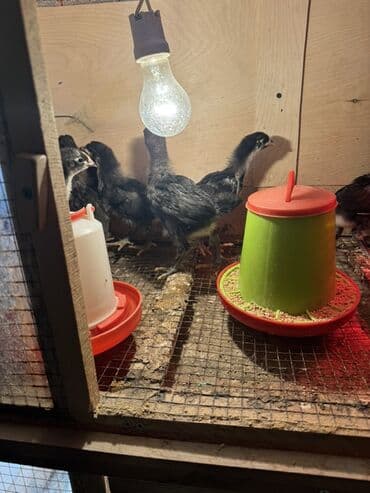 cuce setkasi: Toyuq cücələri, Ətlik — 1