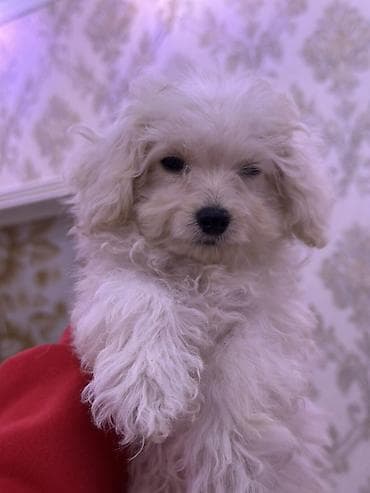 kangal iti qiymeti: Pudel, 2 ay, Erkek, Sənədli, Ünvandan götürmə, Ödənişli çatdırılma — 6