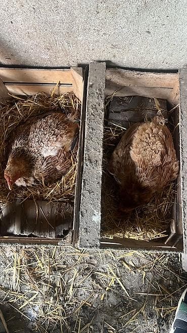 lohman brown toyuq satisi: Toyuq, Yumurtalıq — 1