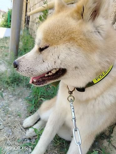 ev iti type 1: Akita-inu — 2