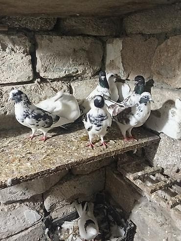 karella quş: Sağlam heyvanlardi kurdaxanidadi istəyən maraqlana biler — 4