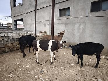 Dana, buzov, Dişi, Holsteyn, Simental, ay: 1, Damazlıq, Südlük, Ödənişli çatdırılma, Ünvandan götürmə lalafo.az -da Dana, buzov, Dişi, Holsteyn, Simental, ay: 1, Damazlıq, Südlük, Ödənişli çatdırılma, Ünvandan götürmə