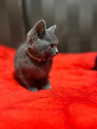 british pişik qiymeti: Britan — 5