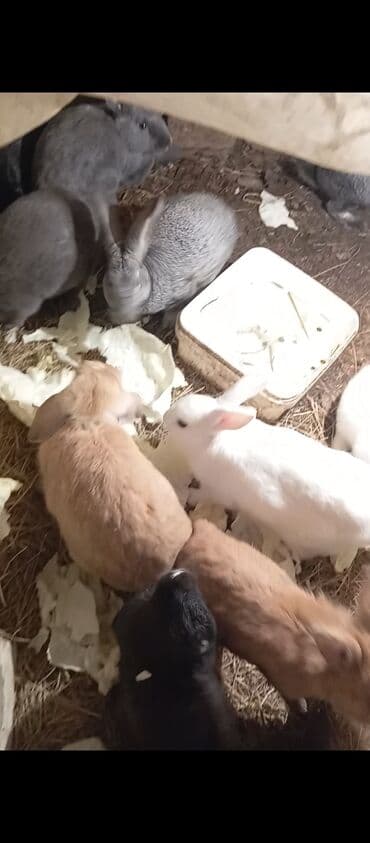 UAZ: Ev dovşanları – müxtəlif rəng və ölçülərdə Təsvir: - Bir neçə baş ev — 1