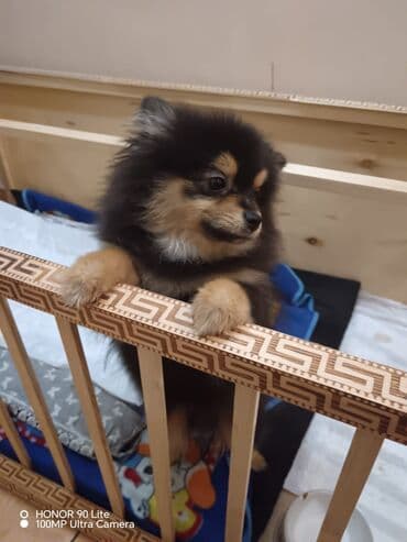 it üçün ev: Pomeran (Spitz) balası - Rəng: qara-tan (qara kürək, üz və pəncələrdə — 1