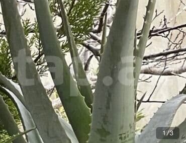 Aloe vera bitkisi - Növ: Aloe vera (sukkulent) - Yarpaqlar: qalın