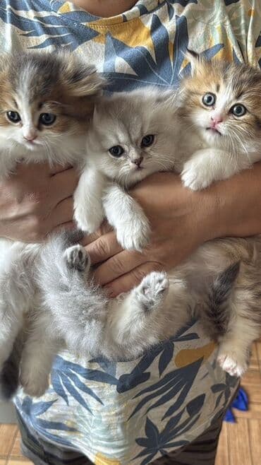 Şinşilla, Dişi, Erkək, Ünvandan götürmə lalafo.az -da Şinşilla, Dişi, Erkək, Ünvandan götürmə