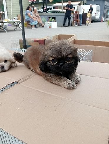 pudel satilir 2020: Pekines, Sənədli — 4