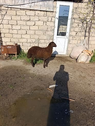 qoyun şekilleri: Temiz qala qoclari biri 53 kq digeri 43 kq iksi birge sonu 1000 — 4
