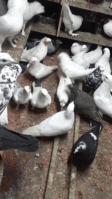 göyercinler: Optum satilir 25 den cox quwdur. tek satilmir unvan montin - Rənglər — 4