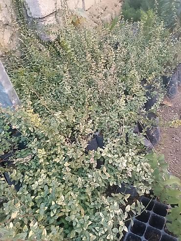 Ремонт и строительство: Другие растения — 1