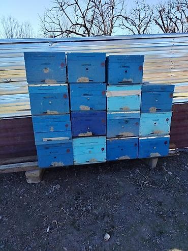 Arıçılıq üçün taxta pətəklər dəsti - Rəng: mavi tonlarda (tünd və