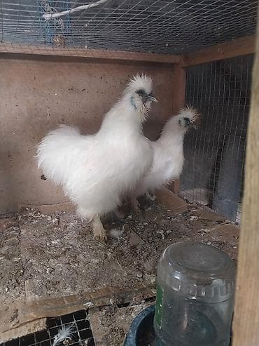 Heyvanlar üçün mallar: Toyuq, Damazlıq — 3