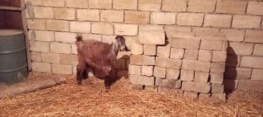 Gəmiricilər: Super təmiz qan hələb keçisi. Birinci qarın doğacaq İNŞƏALLAH. Başı — 6