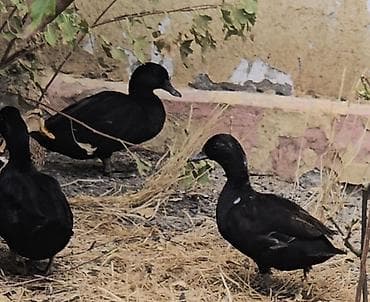 qara mal: Sizi hovuzlarinizücün rəngli karlik ördeyler gara xamilion call duck — 2