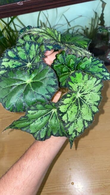 diffenbaxiya gülü haqqında məlumat: Bu begoniya bitkisi yaşıl və tünd yaşıl ləkələrlə bəzədilmiş geniş — 4