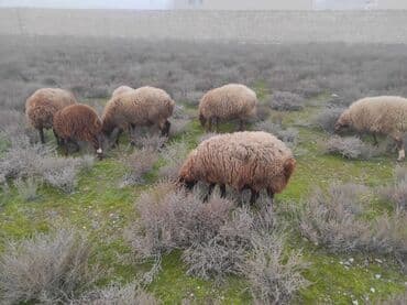 Kənd təsərrüfatı quşları: Dişi, Qala, il: 2, 75 kq, Damazlıq, Ünvandan götürmə — 2
