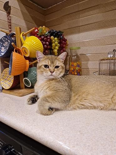 pişik erkək: Qızıl şinşilla, Erkək, Cütləşmə üçün — 3