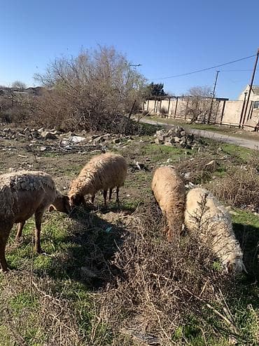 qoyun quyrugu: Boğaz qoyunlar satılır 4 dənə — 3