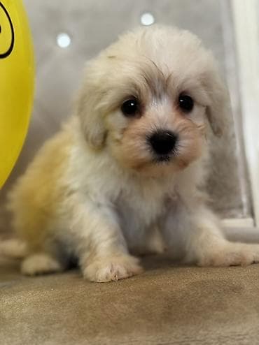 cixuaxua iti: Bişon Frize — 10