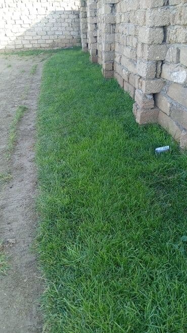 etirsah bitkisi: Qazon sifarisi — 2