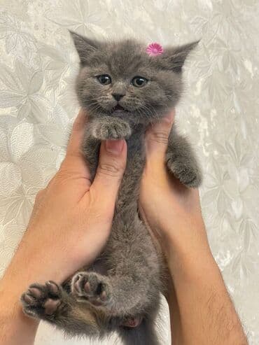 pişik paltarları: Britan, Erkək, Yaxşı əllərə, Ödənişli çatdırılma — 5